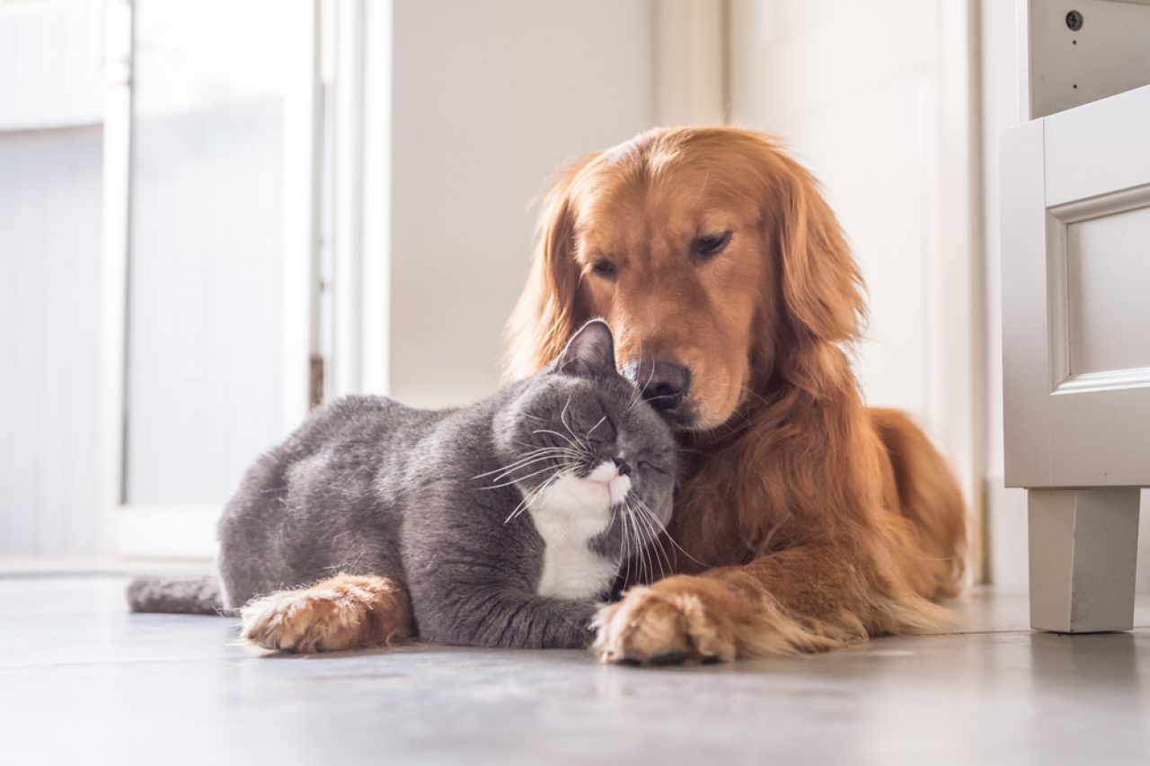 Kediler Köpeklerden Daha mı Temiz? Kim Kazanacak?