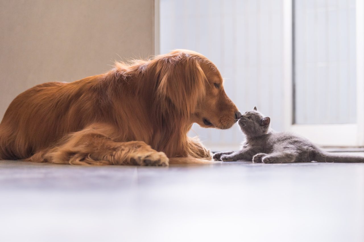 Kediler Köpeklerden Daha mı Temiz? Kim Kazanacak?