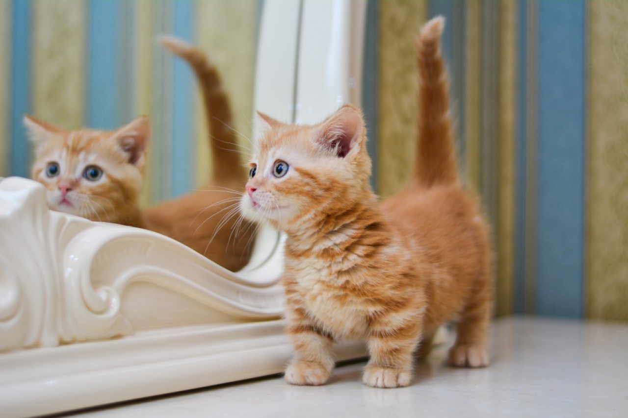 Is Your Munchkin Cat Hypoallergenic? What You Need To Know
