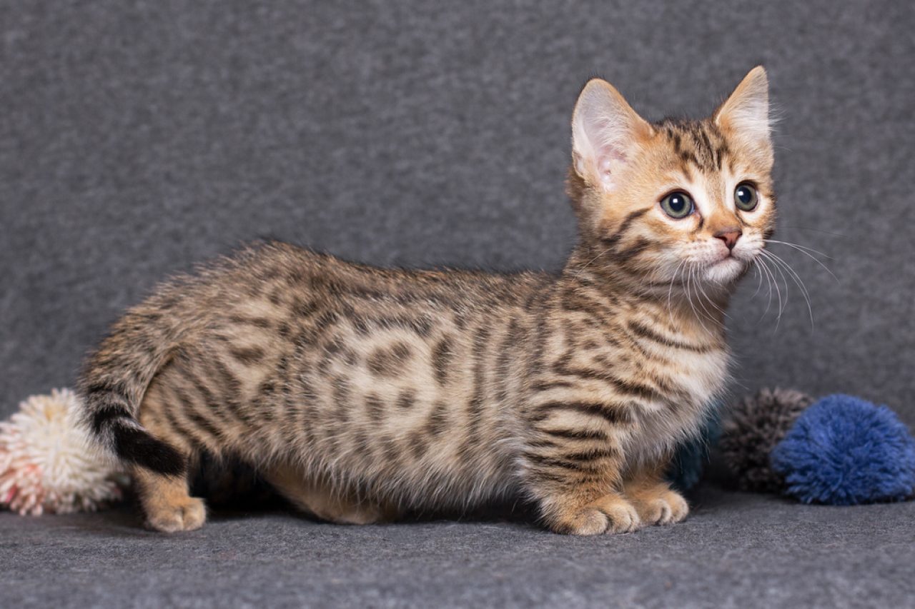 Is Your Munchkin Cat Hypoallergenic? What You Need To Know