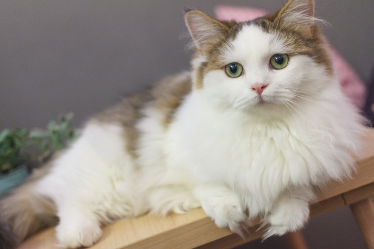 Is Your Munchkin Cat Hypoallergenic? What You Need To Know