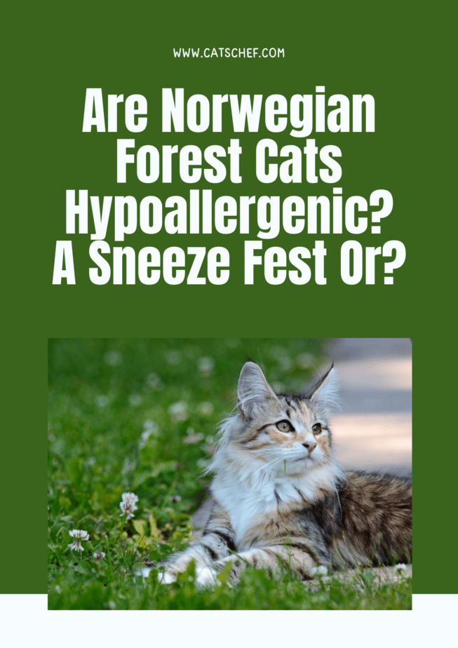 Are Norwegian Forest Cats Hypoallergenic? A Sneeze Fest Or?