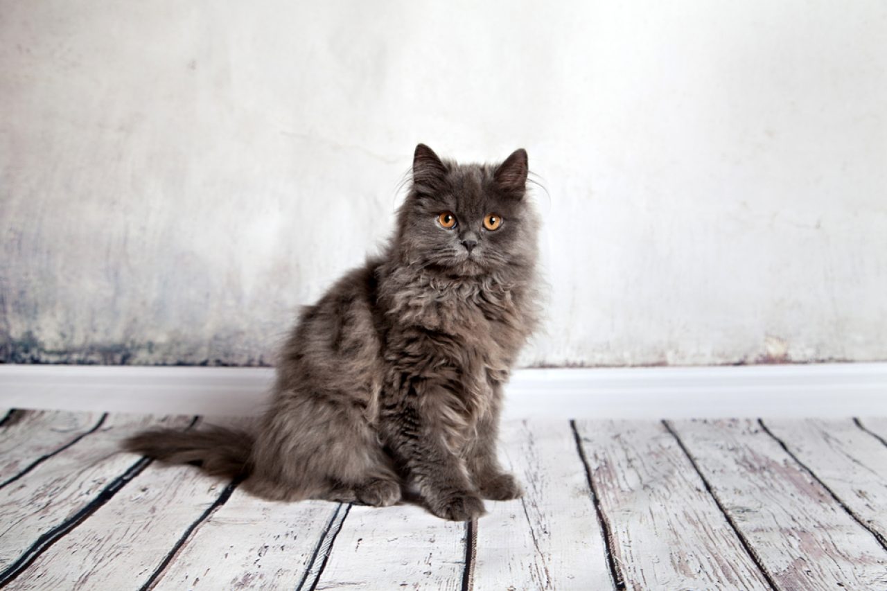 Are Persian Cats Hypoallergenic? Will They Give You The Sniffles?