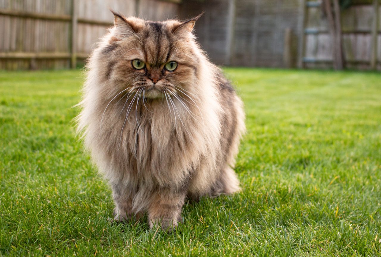 Are Persian Cats Hypoallergenic? Will They Give You The Sniffles?