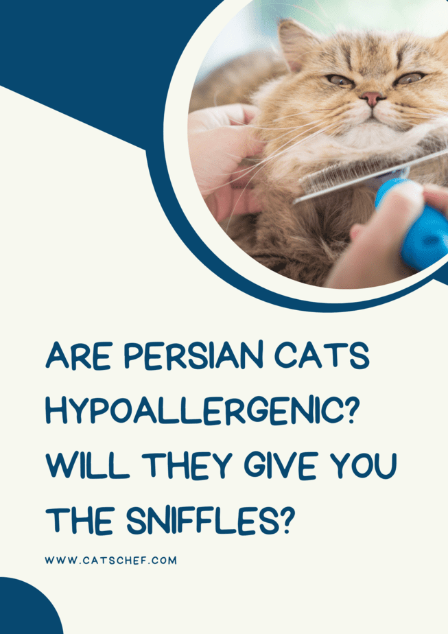 Are Persian Cats Hypoallergenic? Will They Give You The Sniffles?