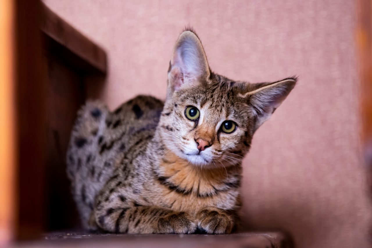 Are Savannah Cats Dangerous, Or Do They Just Look Tough?