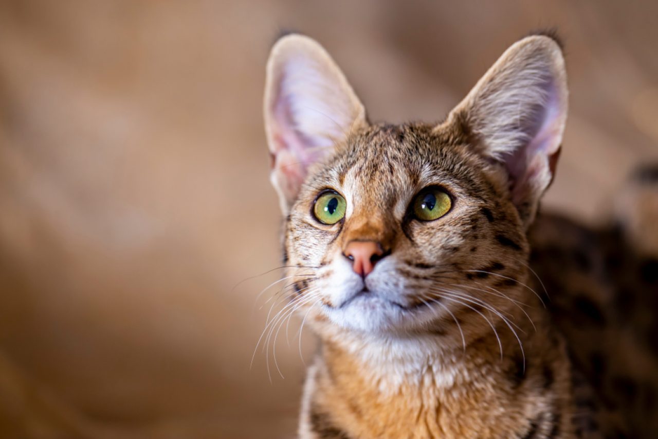 Savannah Kedileri Tehlikeli mi, Yoksa Sadece Sert mi Görünüyorlar?