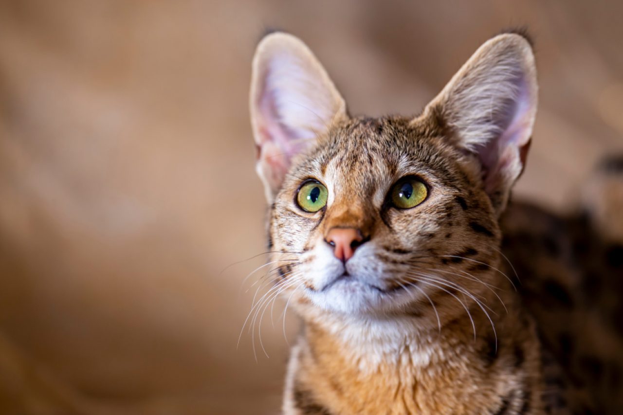 Are Savannah Cats Dangerous, Or Do They Just Look Tough?