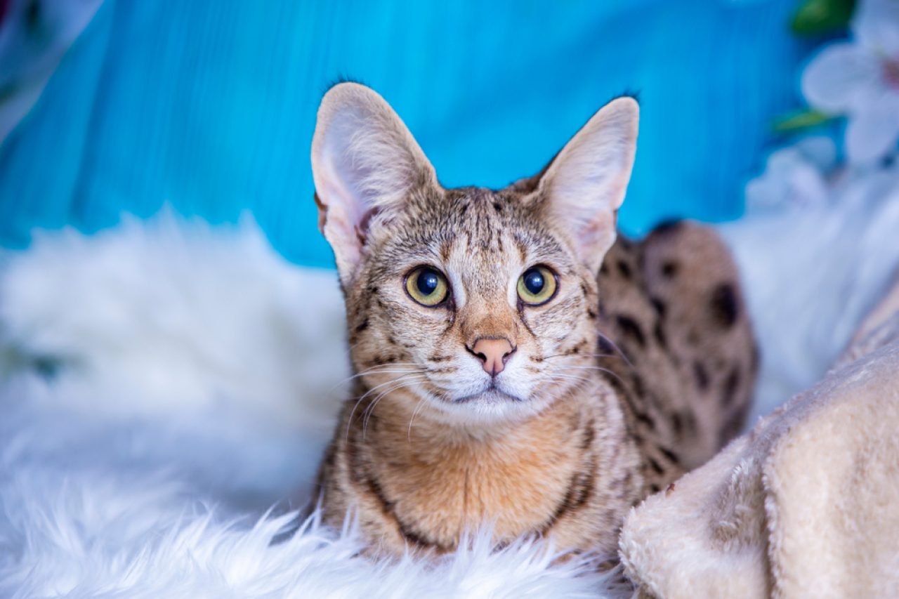 Are Savannah Cats Dangerous, Or Do They Just Look Tough?