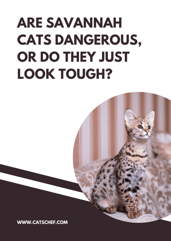 Are Savannah Cats Dangerous, Or Do They Just Look Tough?