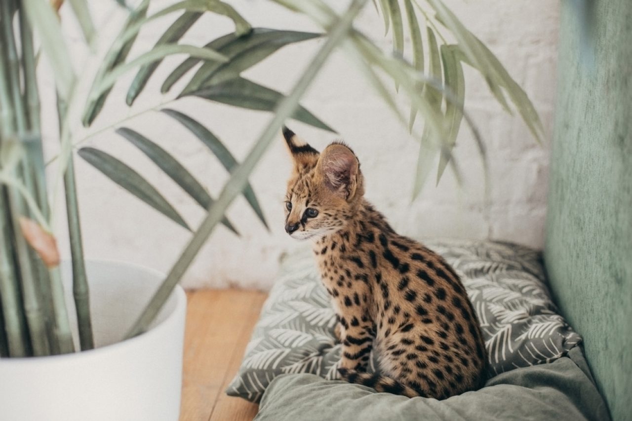 Are Savannah Cats Hypoallergenic Will Sneezing Be As Wild