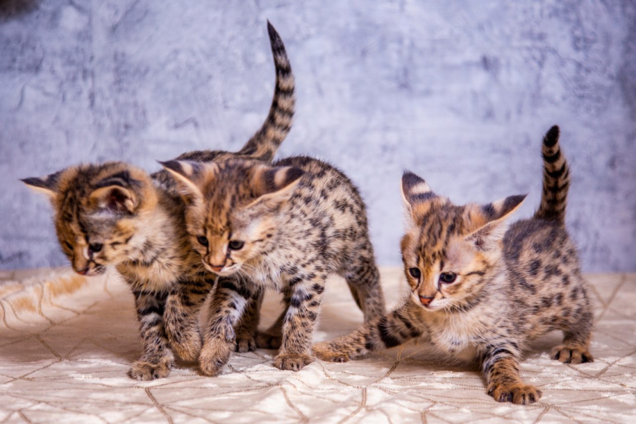 Are Savannah Cats Hypoallergenic Will Sneezing Be As Wild