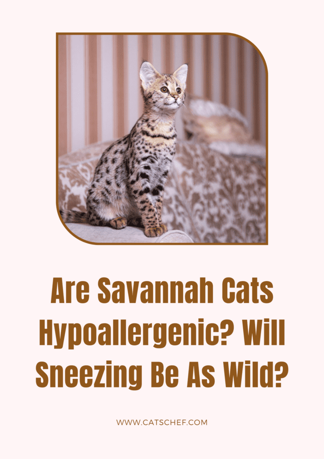 Savannah Kedileri Hipoalerjenik mi? Hapşırma Vahşi Olacak mı?