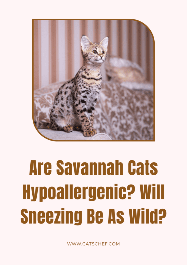 Are Savannah Cats Hypoallergenic? Will Sneezing Be As Wild?