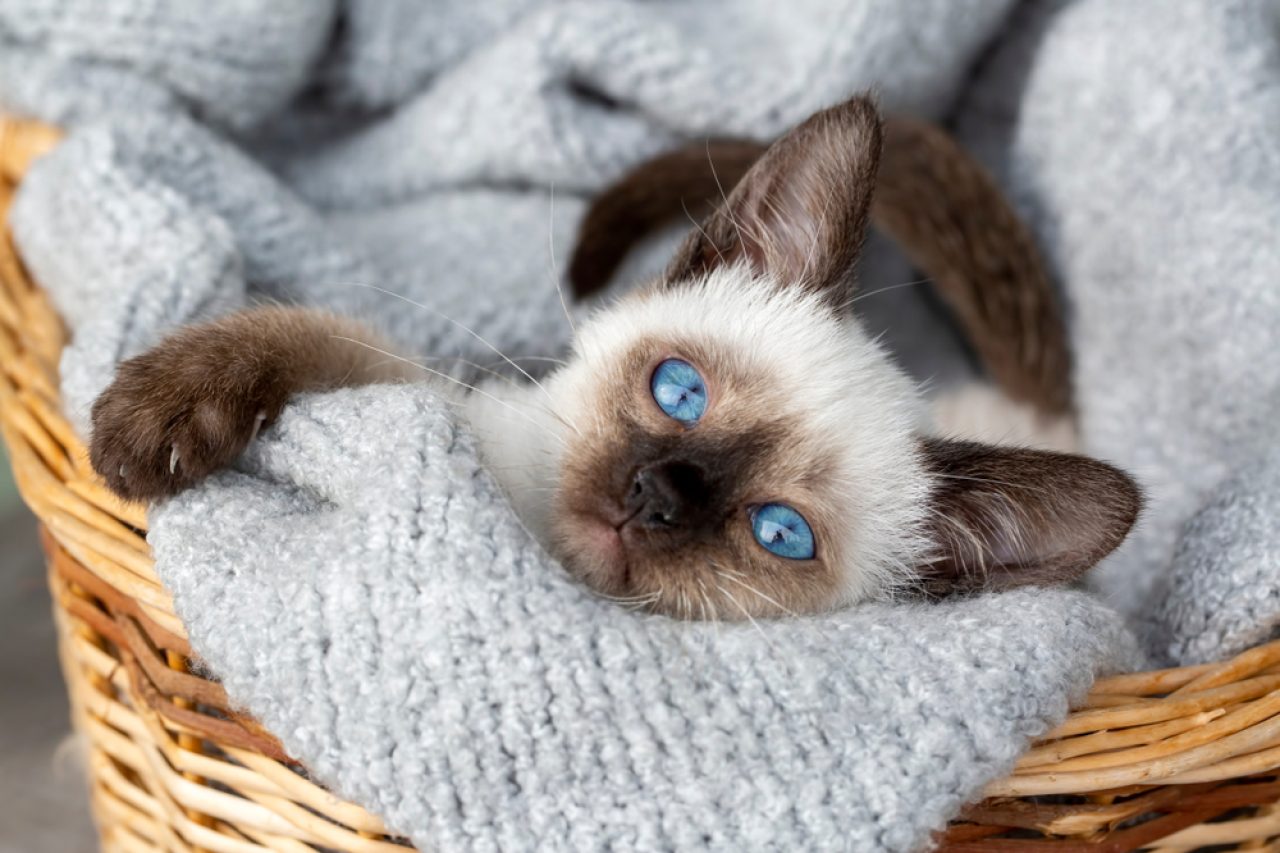 Are Siamese Cats Hypoallergenic Fact Or Cap