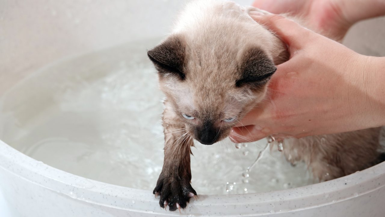 Are Siamese Cats Hypoallergenic Fact Or Cap