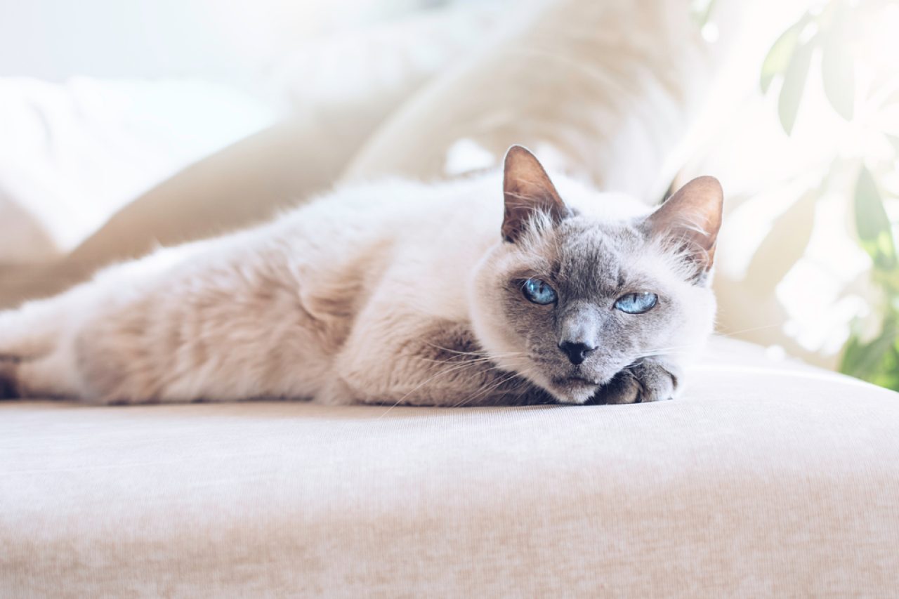 Are Siamese Cats Hypoallergenic Fact Or Cap