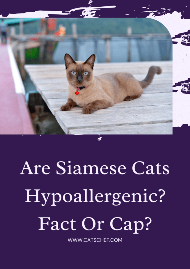 Are Siamese Cats Hypoallergenic? Fact Or Cap?