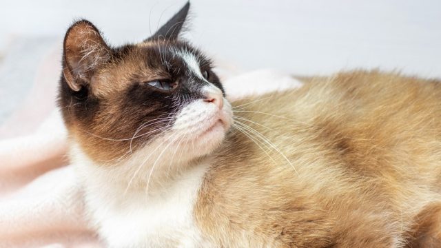 Are Siamese Cats Mean