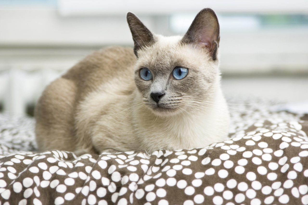 Are Siamese Cats Mean? Things We Have To Come Clean With