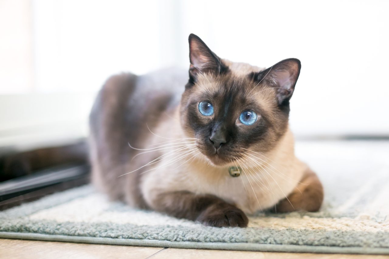 Are Siamese Cats Mean? Things We Have To Come Clean With