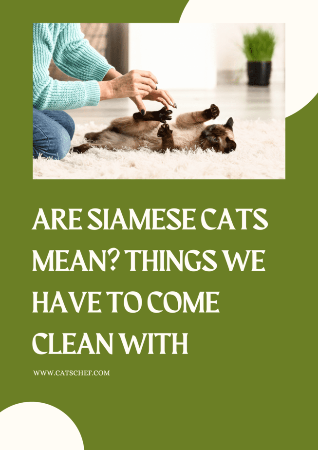 Are Siamese Cats Mean? Things We Have To Come Clean With