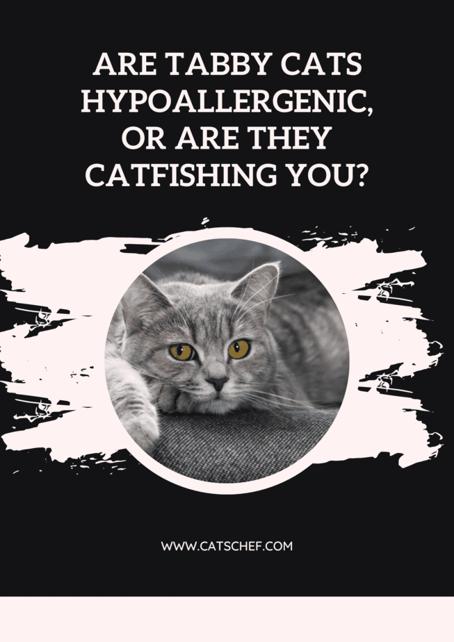 Are Tabby Cats Hypoallergenic, Or Are They Catfishing You?