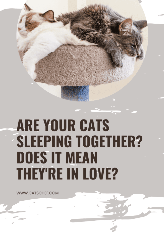 Are Your Cats Sleeping Together? Does It Mean They're In Love?