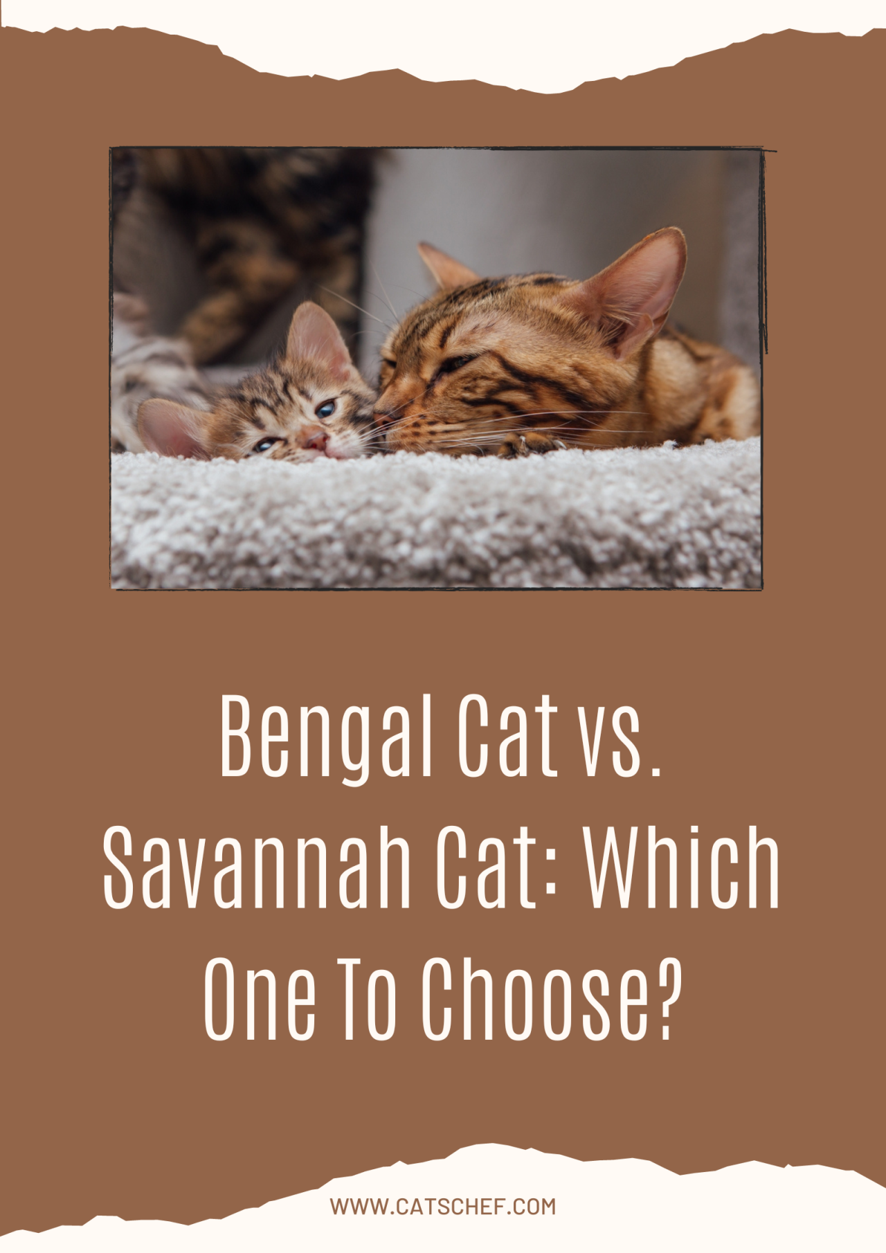 Bengal Cat Vs. Savannah Cat: Which One To Choose?