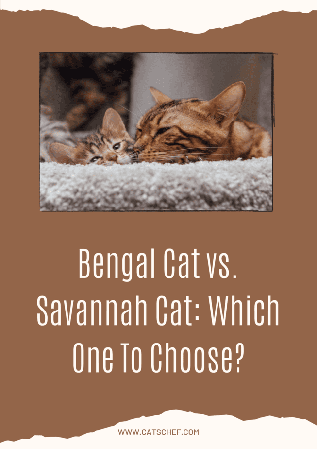 Bengal Cat vs. Savannah Cat: Which One To Choose?