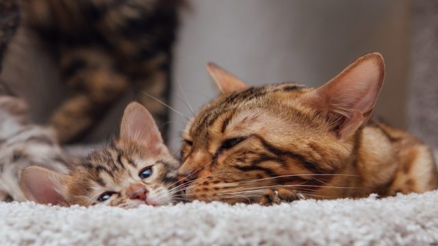 Bengal cat vs Savannah cat
