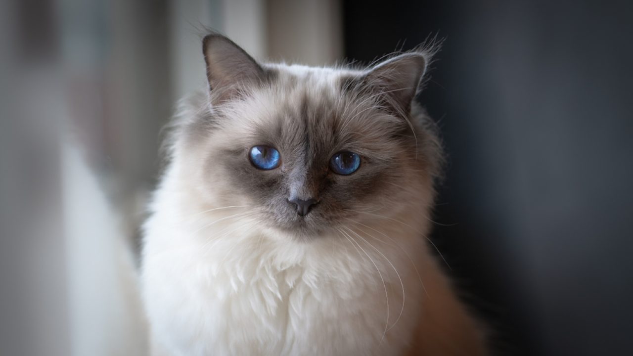 Birman vs Ragdoll Breeds That Share The Same Level Of Beauty