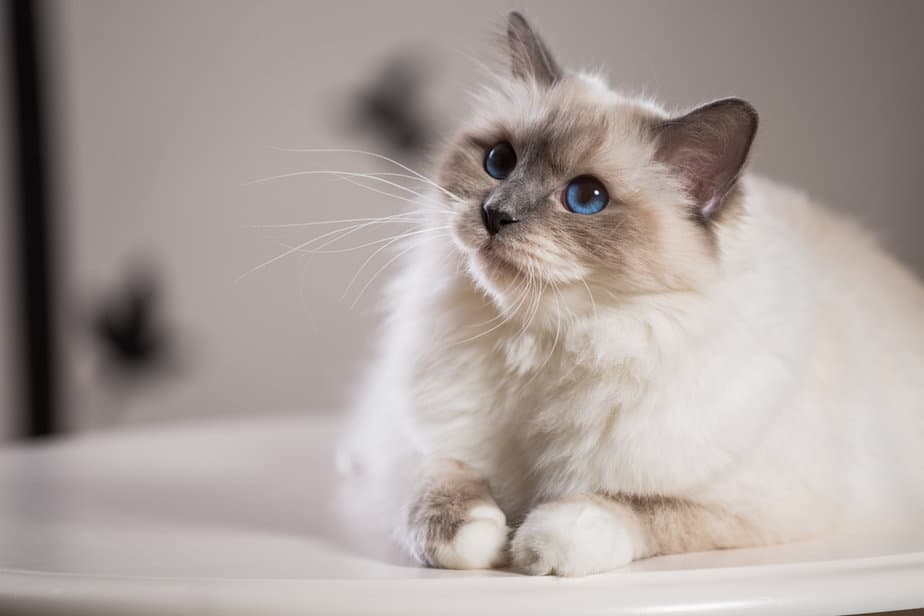 Key Differences Between Birman and Ragdoll Cats Unveiled