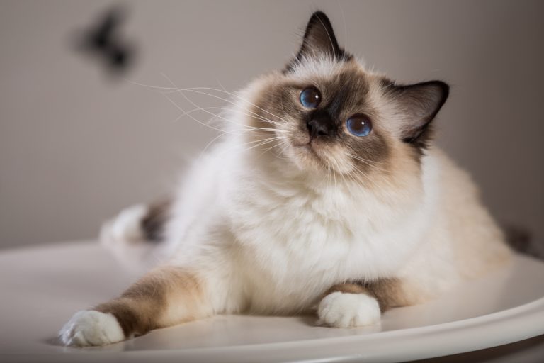 Birman vs. Ragdoll: Breeds That Share The Same Level Of Beauty