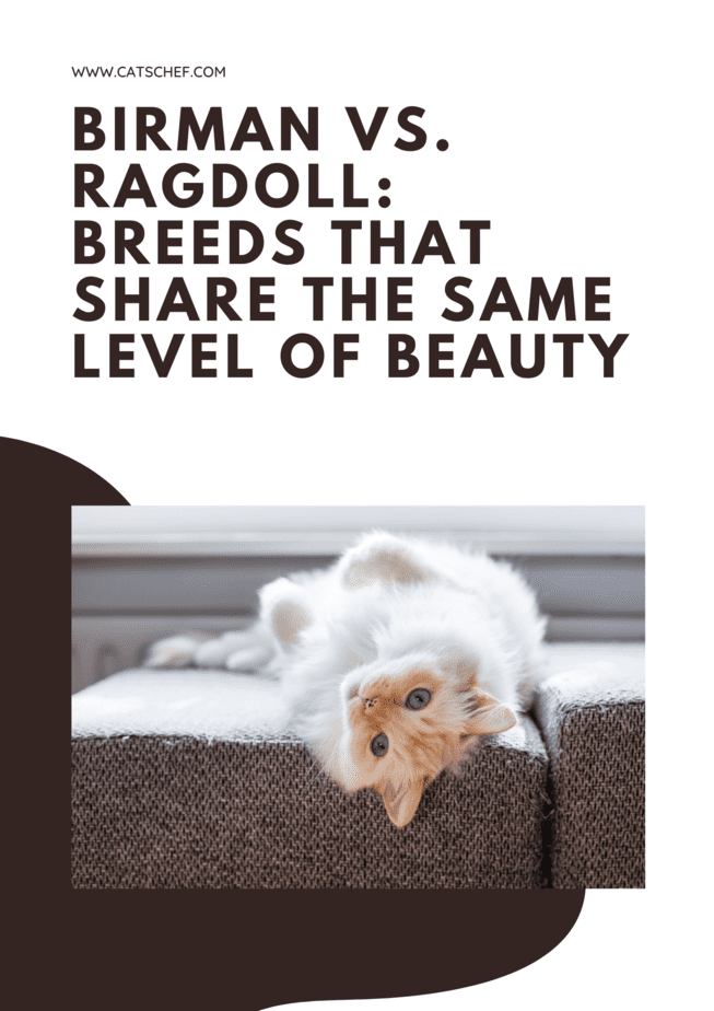 Birman vs. Ragdoll: Breeds That Share The Same Level Of Beauty