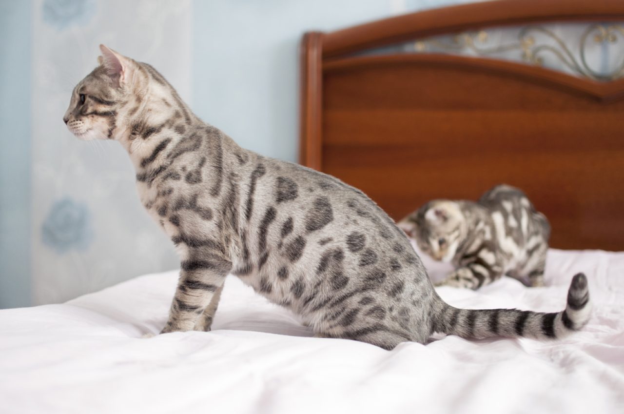 Blue Bengal Cat: The Mysterious One Of The Bunch