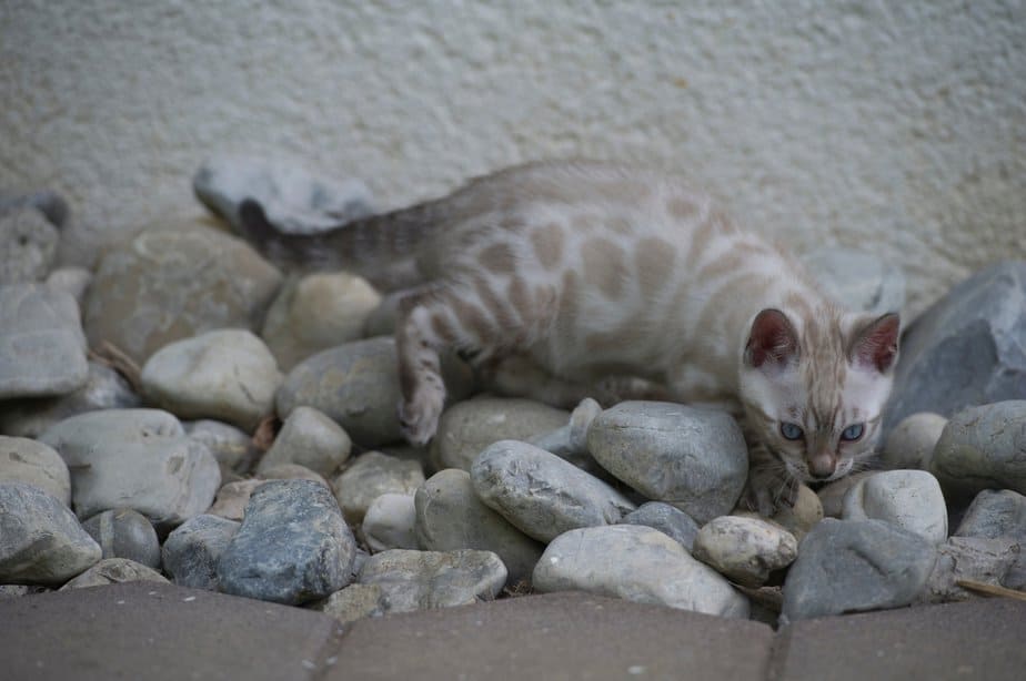 Blue Bengal Cat The Mysterious One Of The Bunch