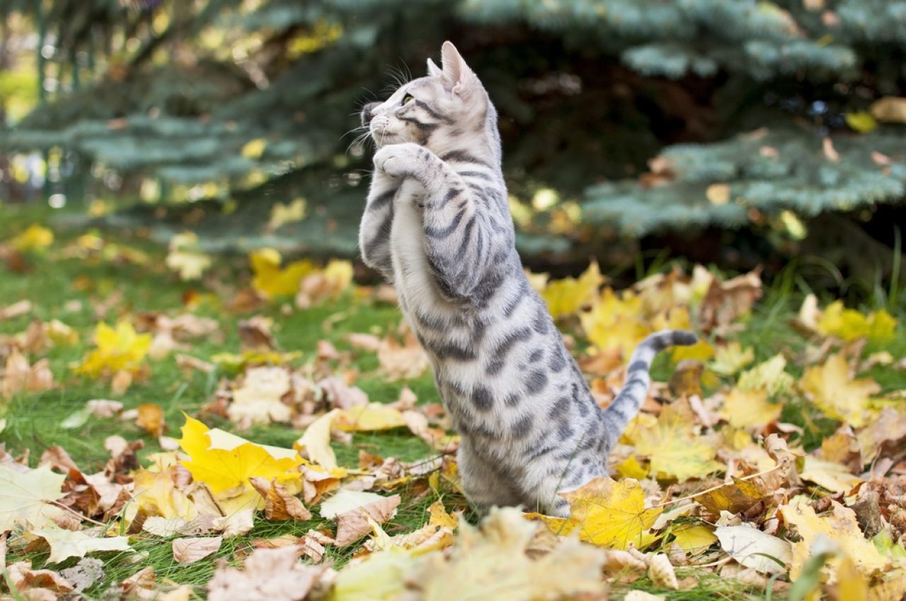 Blue Bengal Cat: The Mysterious One Of The Bunch