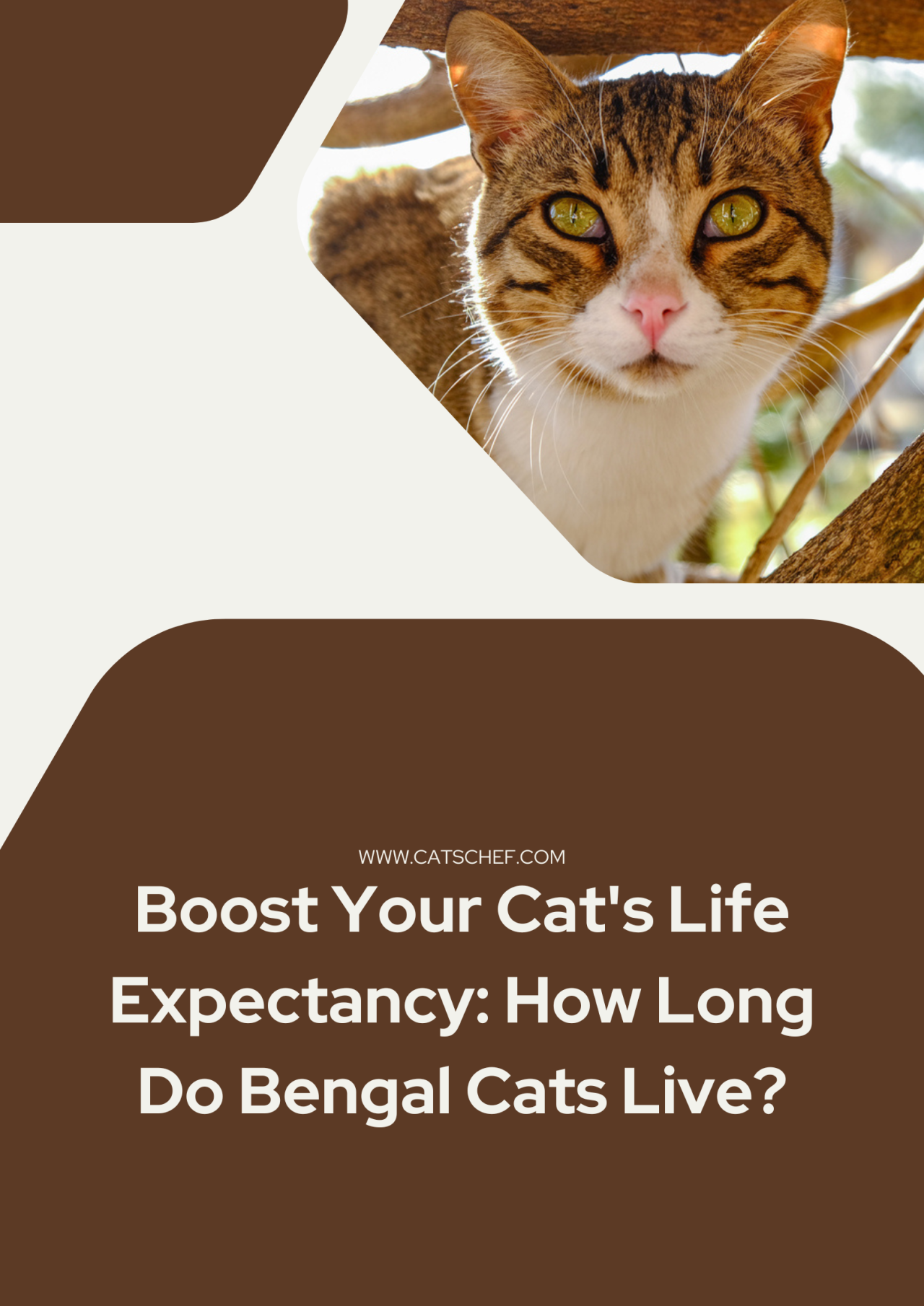 Boost Your Cat's Life Expectancy How Long Do Bengal Cats Live?