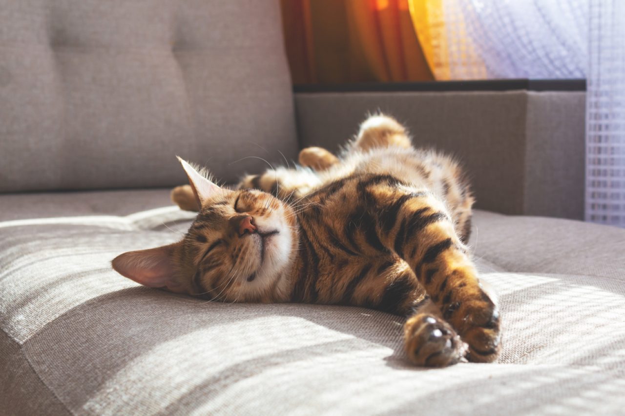 Boost Your Cat's Life Expectancy: How Long Do Bengal Cats Live?