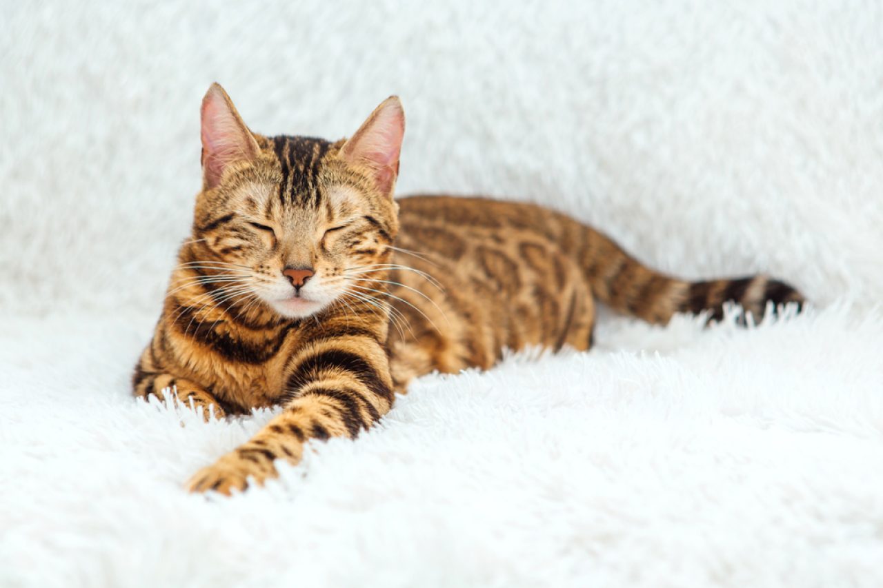 Boost Your Cat's Life Expectancy: How Long Do Bengal Cats Live?