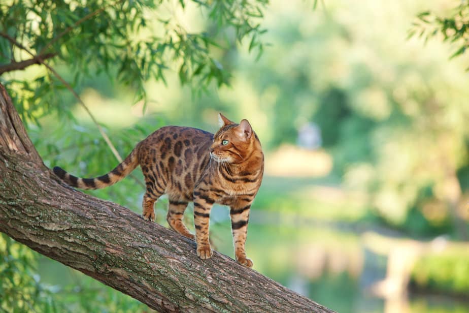 Boost Your Cat's Life Expectancy How Long Do Bengal Cats Live?