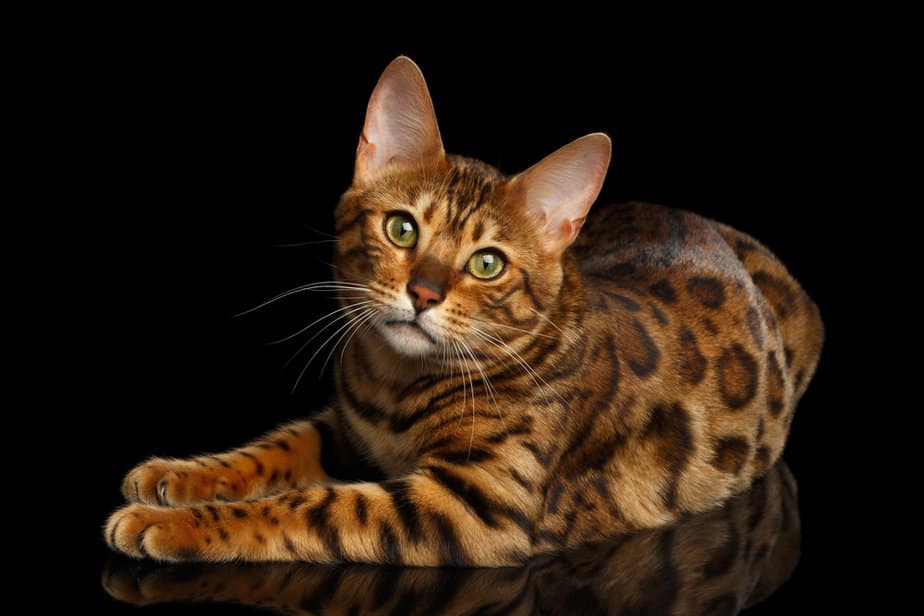 Boost Your Cat's Life Expectancy How Long Do Bengal Cats Live?