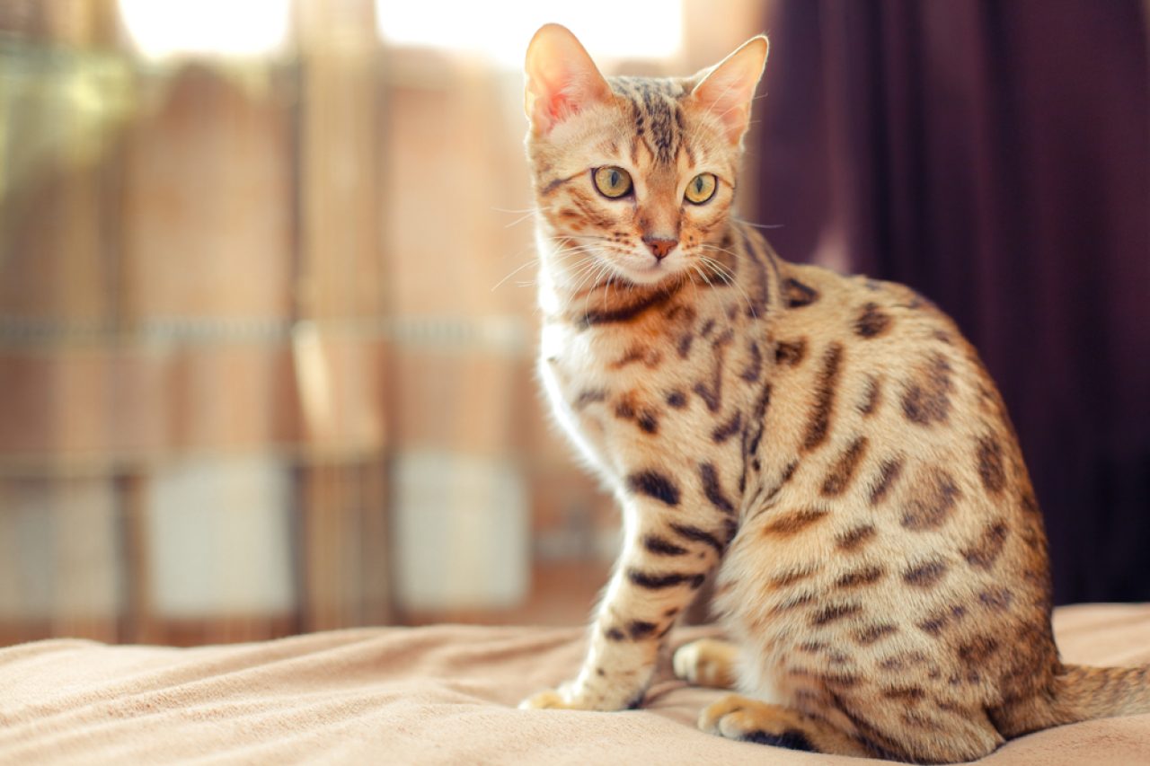 Boost Your Cat's Life Expectancy: How Long Do Bengal Cats Live?