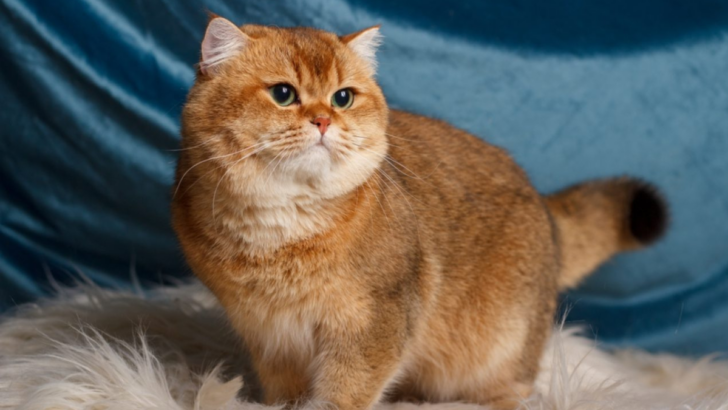 5 Fascinating Facts About British Shorthair Chinchilla Cats