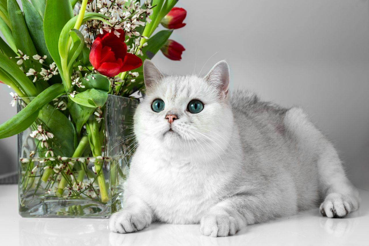 British Shorthair Chinchilla Cats: Teddy Bears Of The Feline World