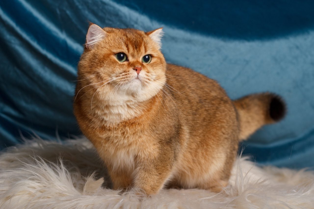 British Shorthair Chinchilla Cats: Teddy Bears Of The Feline World