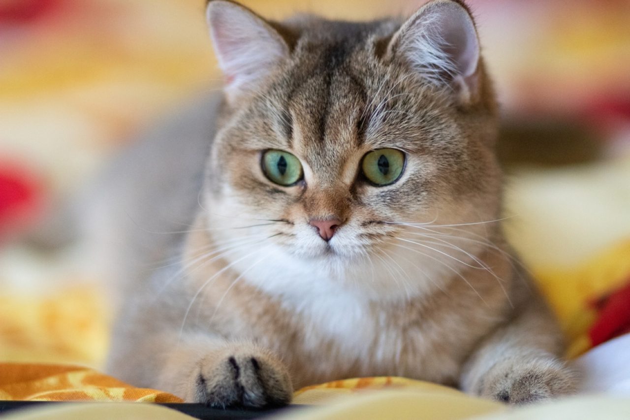 British Shorthair Chinchilla Cats: Teddy Bears Of The Feline World