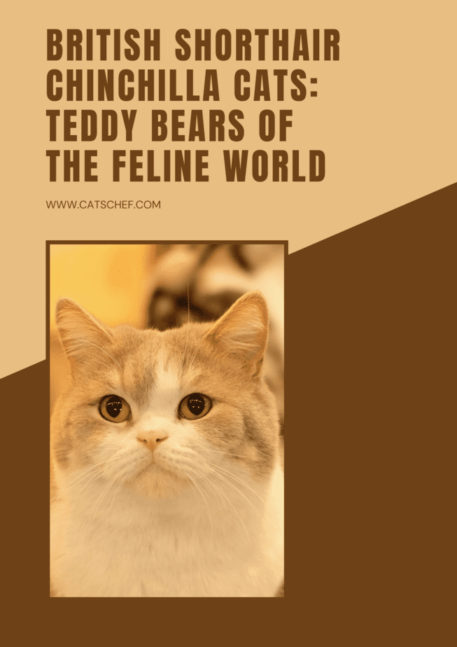 British Shorthair Chinchilla Cats: Teddy Bears Of The Feline World