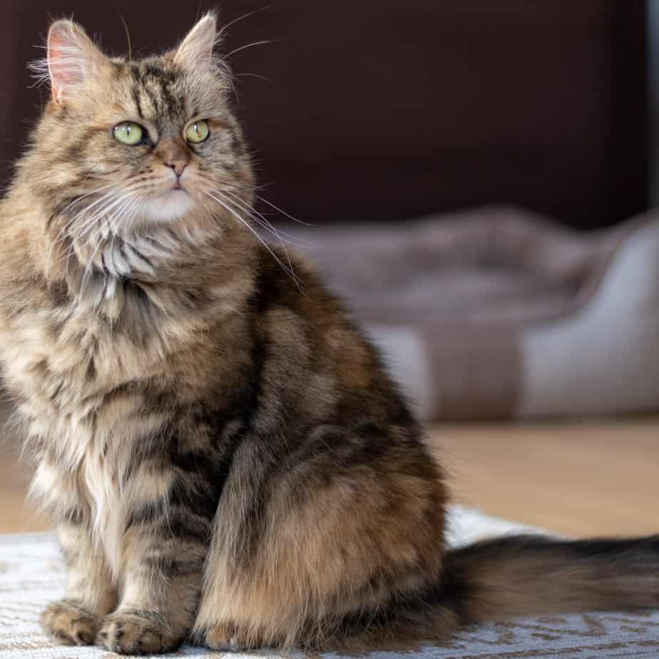 Calico Maine Coon: A Three-Colored Diva That Will Dazzle You